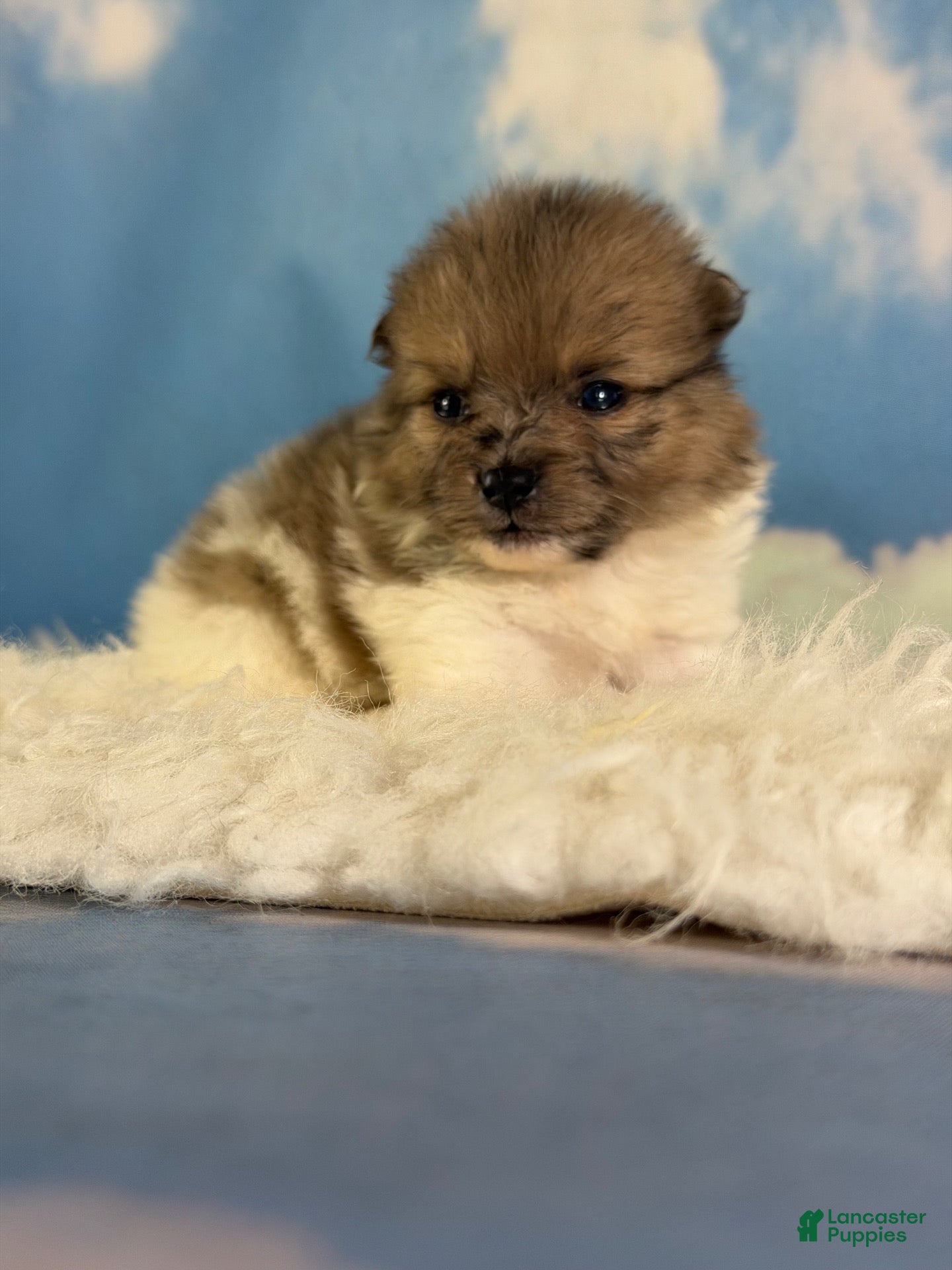 Pomeranian dogs Aca Pixie - Ad 1