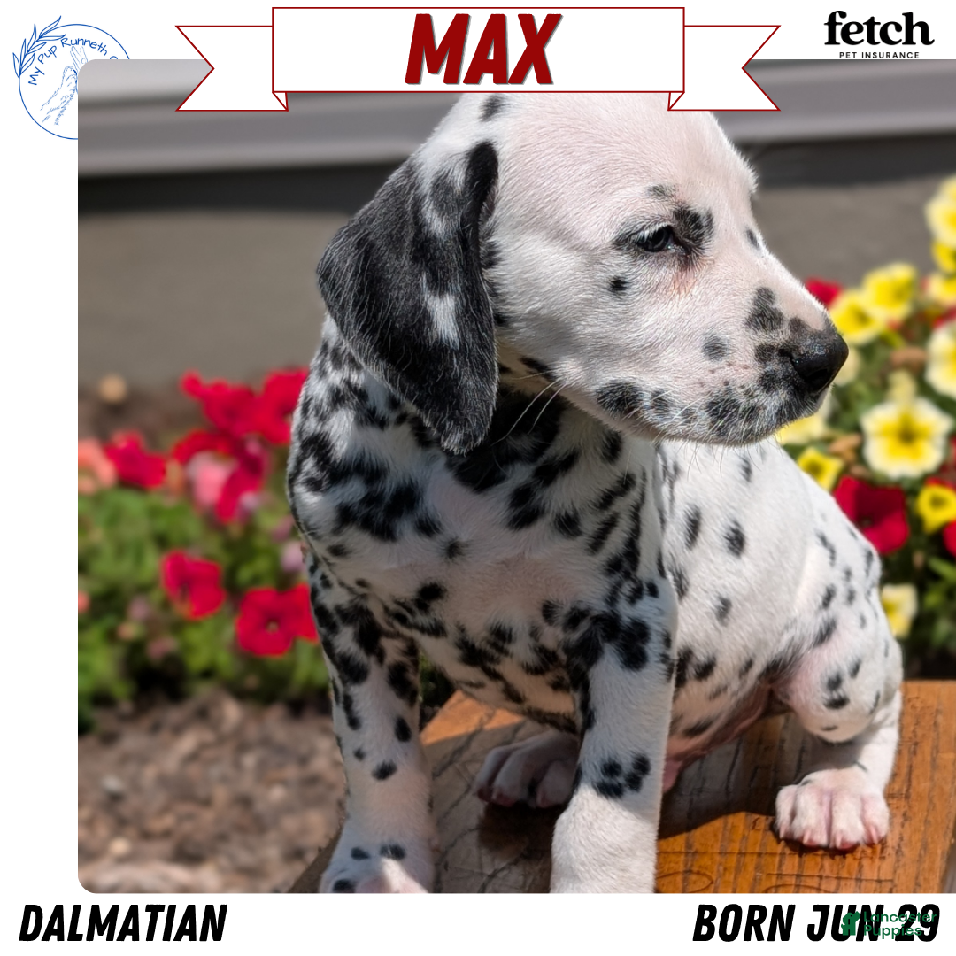 Dalmatian dogs Max - Ad 1