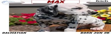 Max
