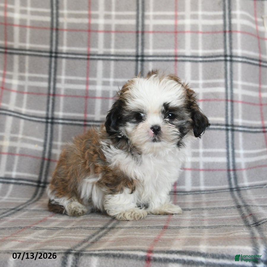 Shih Tzu dogs Cream - Ad 1