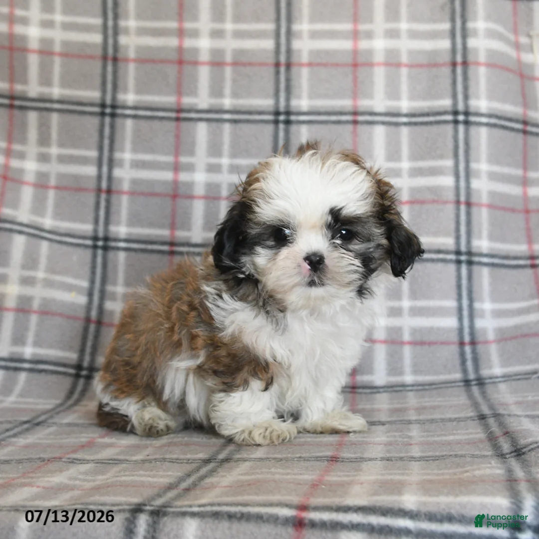 Shih Tzu dogs for sale: Cream - Ad 1