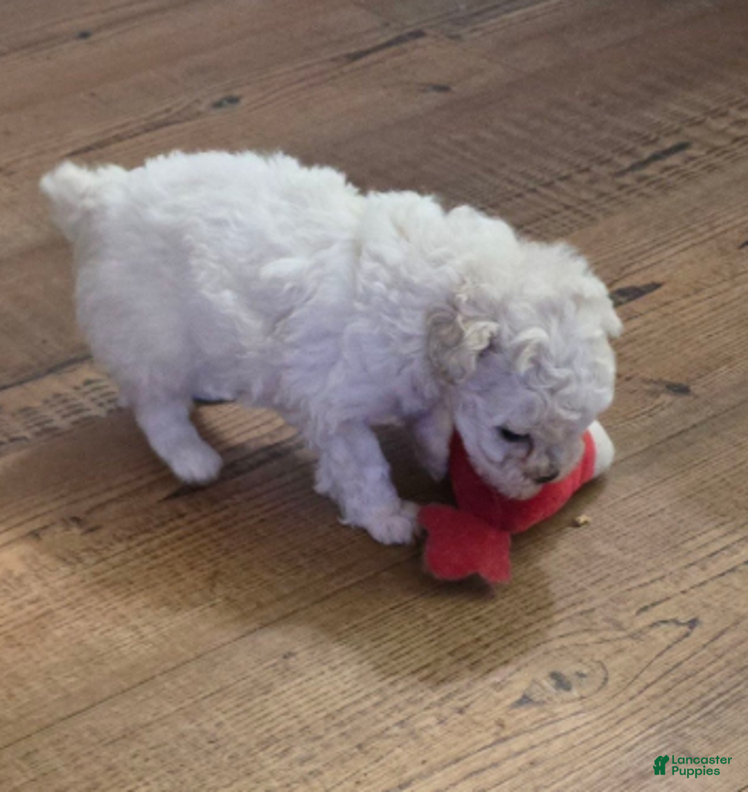Standard Poodle dogs for sale: Snow - Ad 10