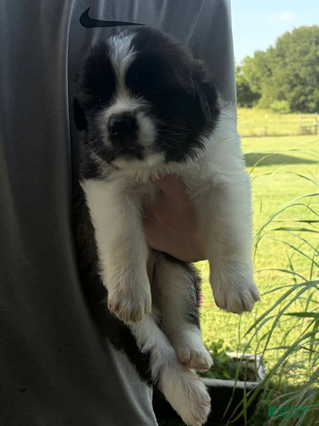 Saint Bernard dogs for sale: Akc Purple - Ad 2