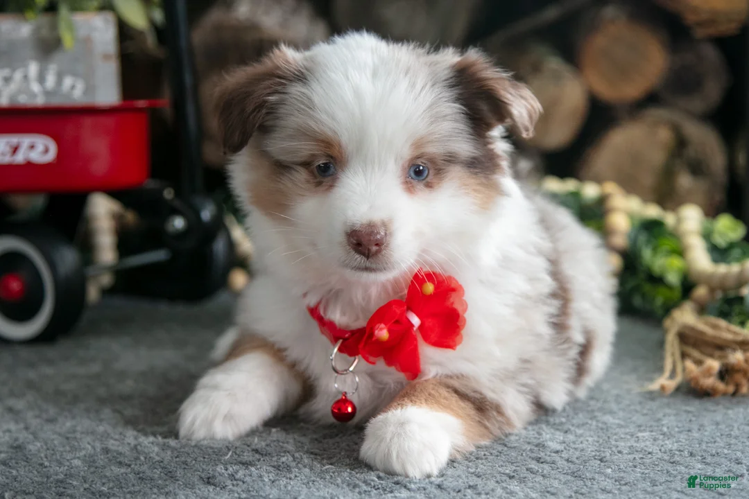 Miniature Australian Shepherd dogs for sale: Betsy - Ad 3