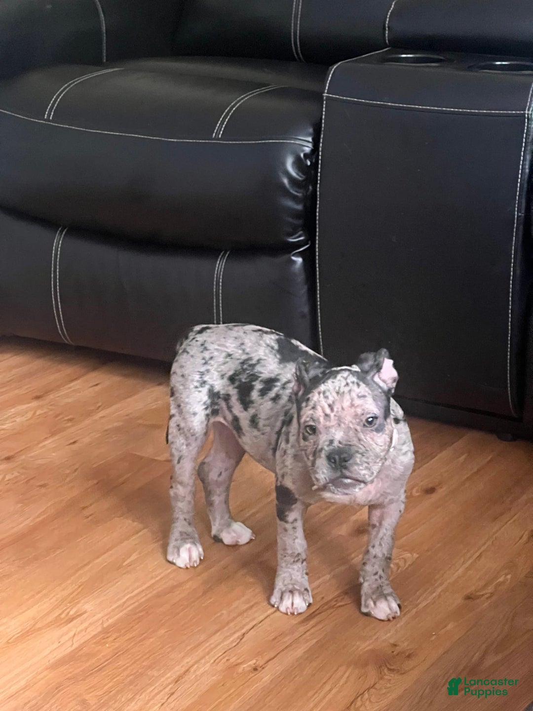 American Bully dogs for sale: Dior - Ad 1