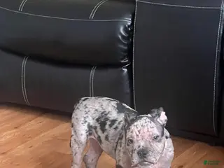 American Bully dogs Dior - Ad 34