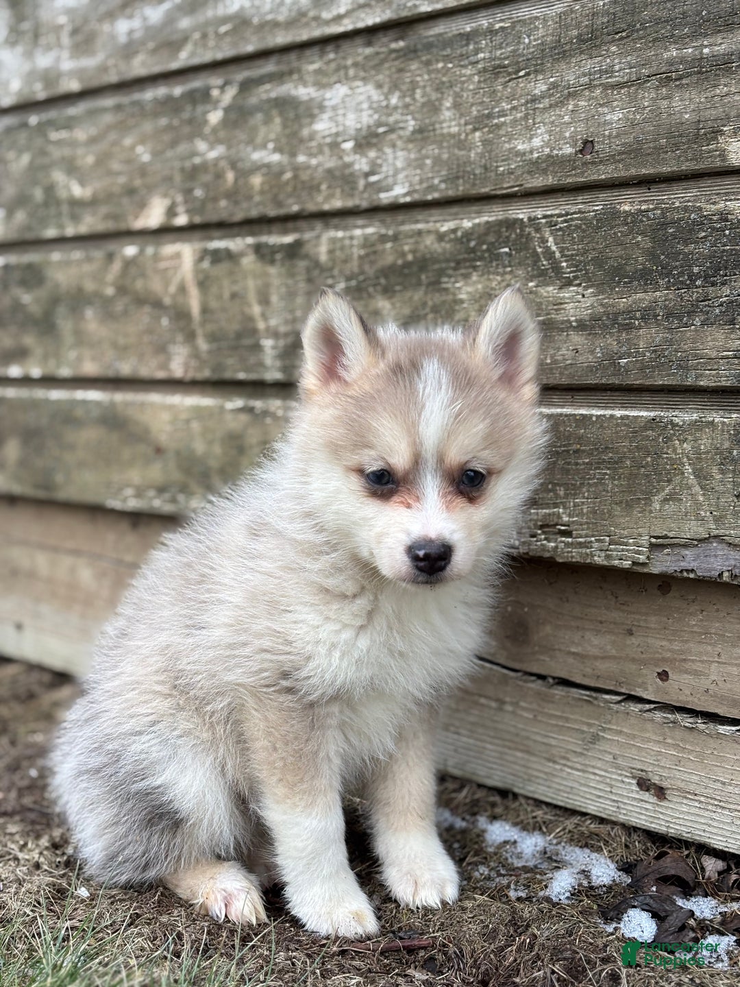 Pomsky dogs for sale: Tyler - Ad 2