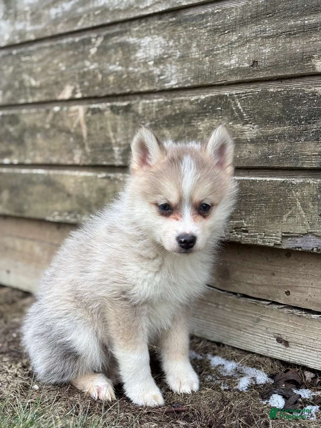 Pomsky dogs for sale: Tyler - Ad 2