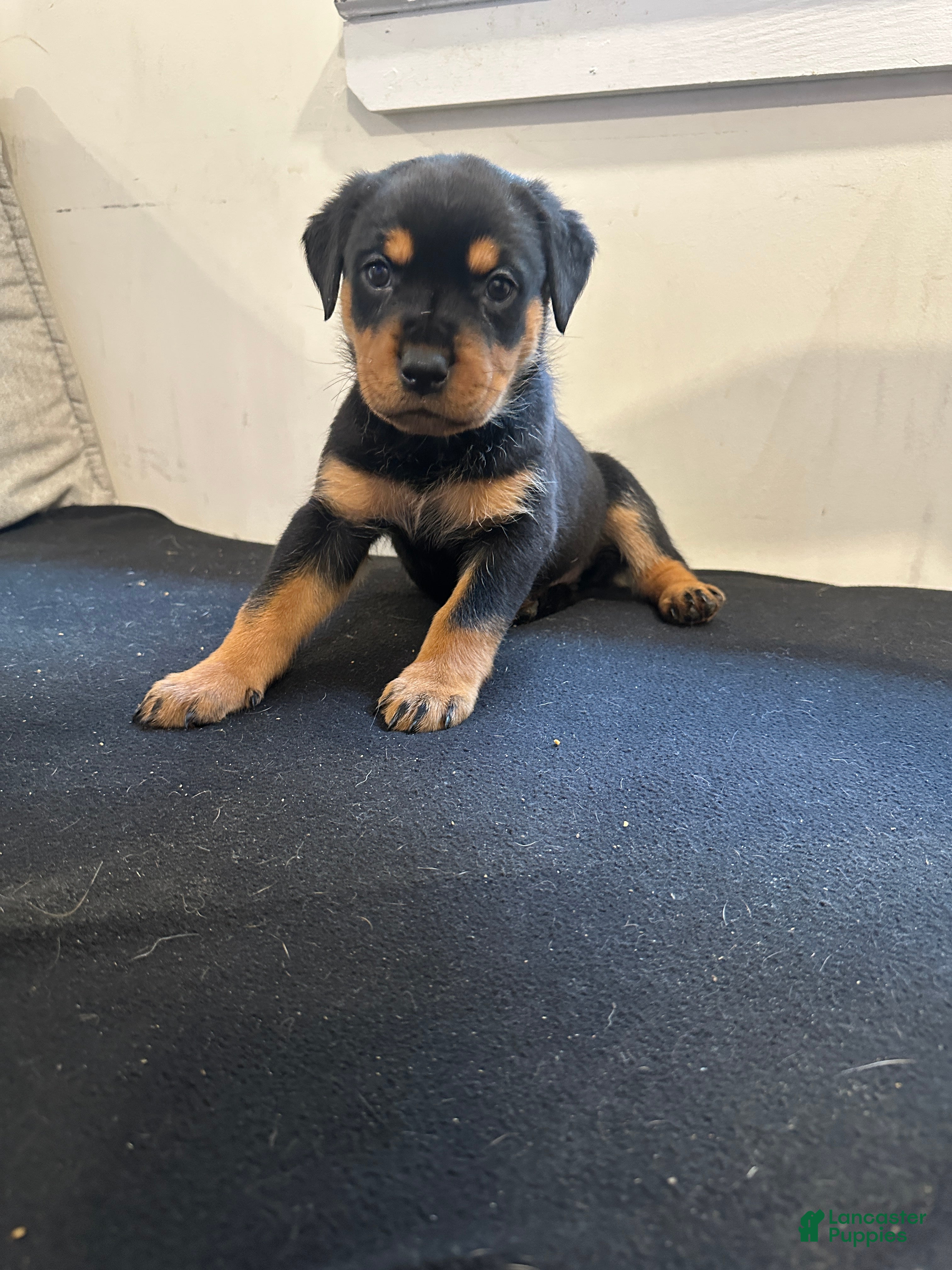 Rottweiler dogs Samaya - Ad 24