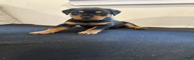 Samaya