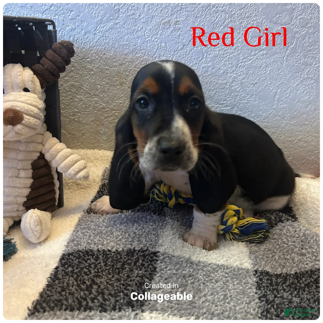 Basset Hound dogs for sale: Basset Hound Puppy 3 - Ad 1