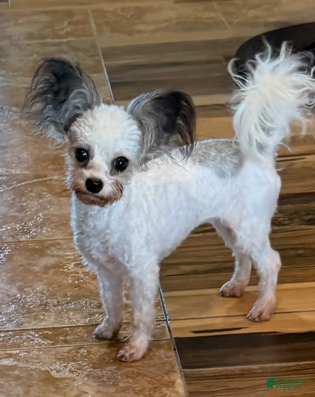 Mixed Breed dogs for sale: Mixed Breed Puppy 1 - Ad 4