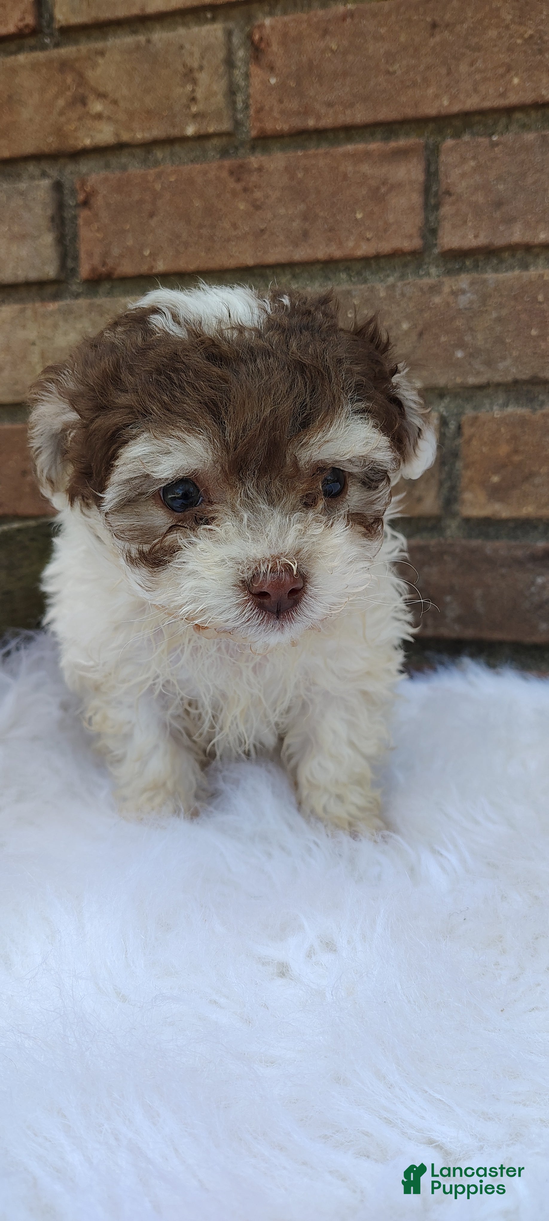 Maltipoo dogs Maltipoo Puppy 2 - Ad 1