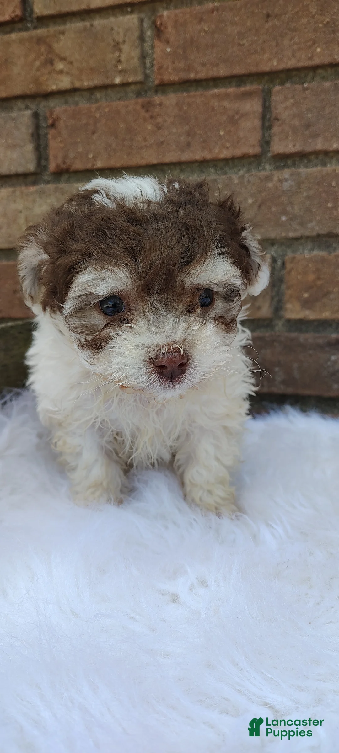 Maltipoo dogs for sale: Maltipoo Puppy 2 - Ad 1