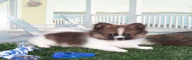Davey-Sweet Little Pomeranian Puppy