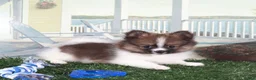 Pomeranian dogs for sale: Davey-Sweet Little Pomeranian Puppy - Ad 1