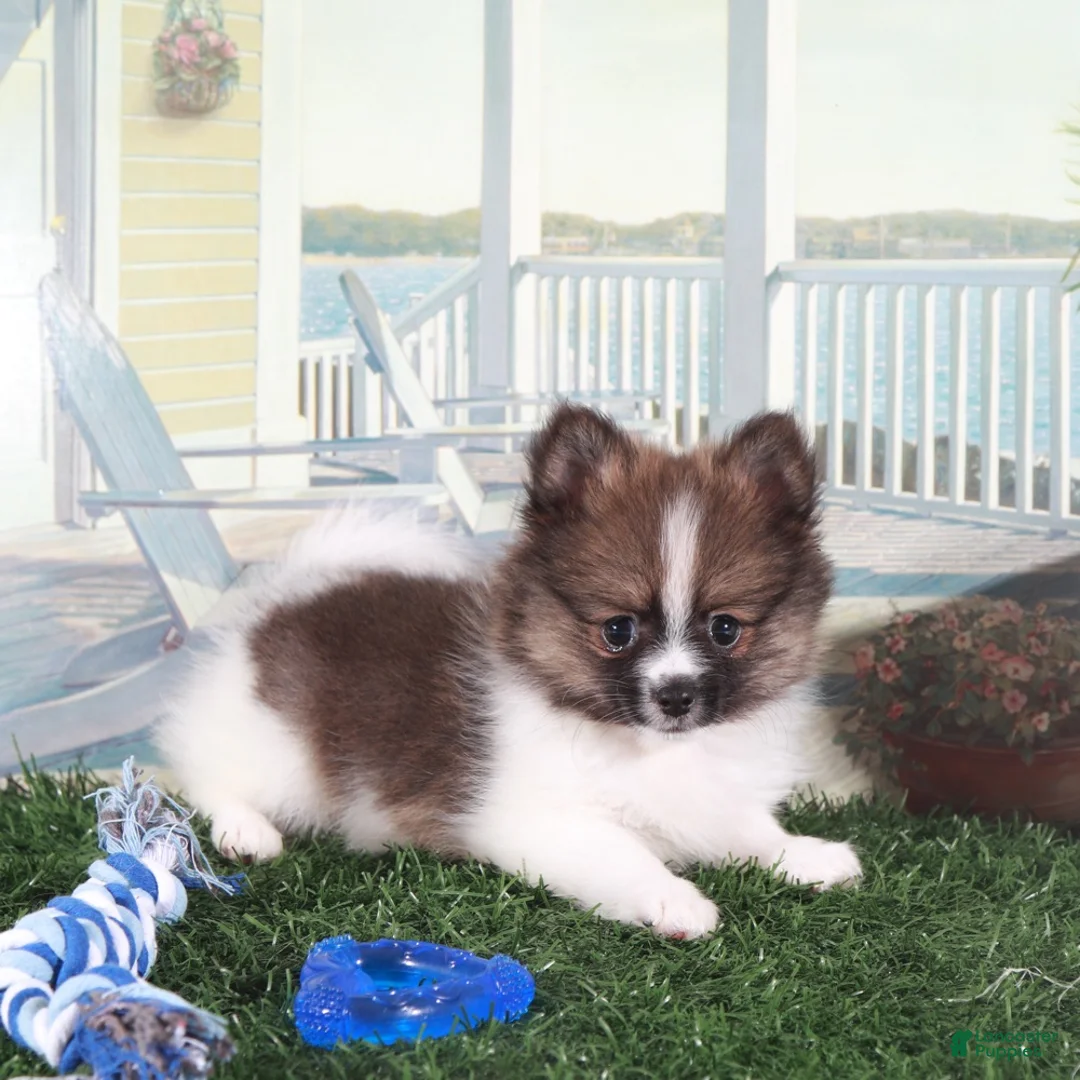 Pomeranian dogs for sale: Davey-Sweet Little Pomeranian Puppy - Ad 1