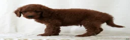 Mini Goldendoodle dogs for sale: Jackson - Ad 5