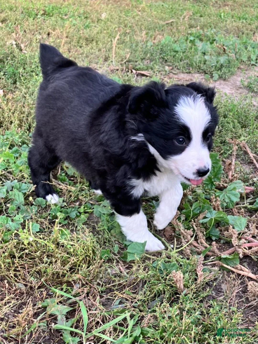 Miniature Australian Shepherd dogs for sale: Mopsy  - Ad 1