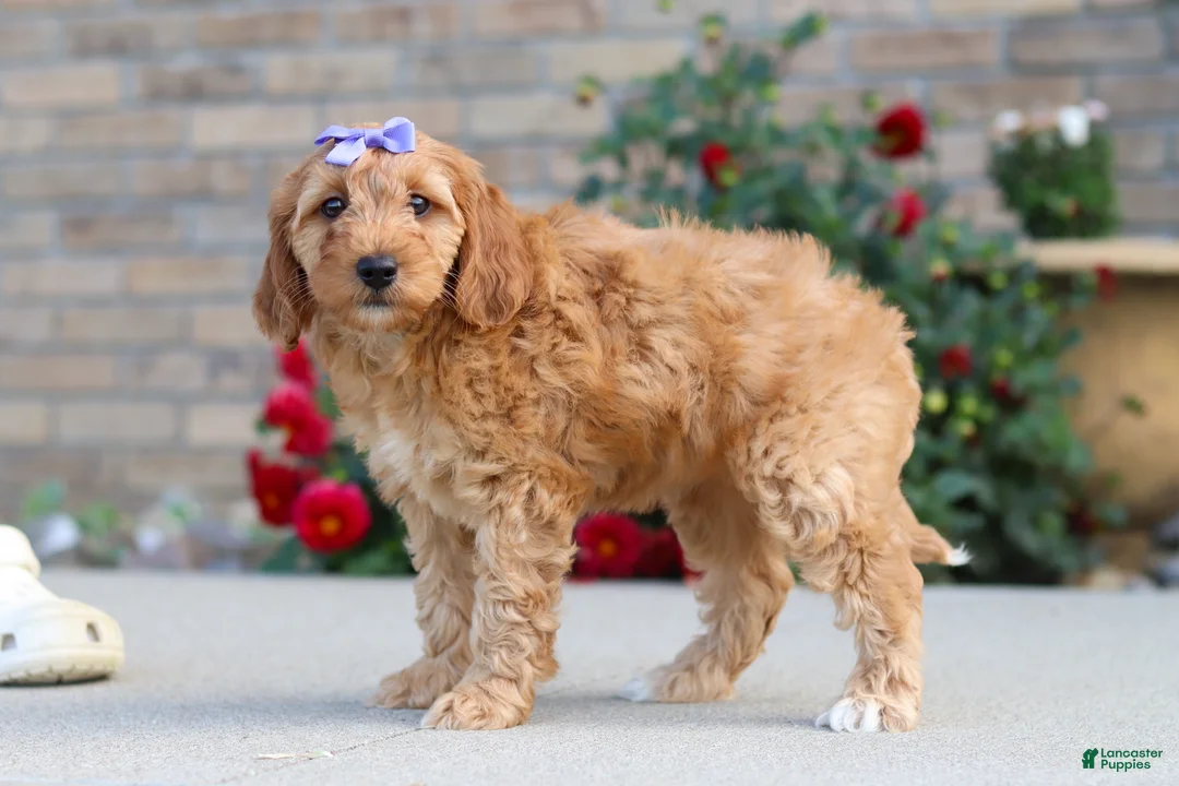 Miniature Labradoodle dogs for sale: Jasmine - Ad 2