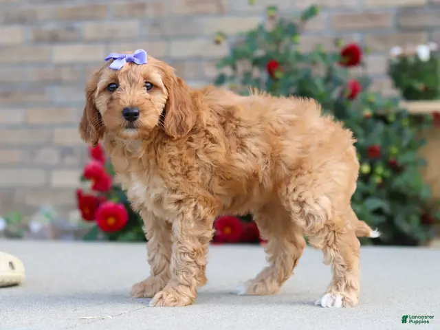 Miniature Labradoodle dogs for sale: Jasmine - Ad 2