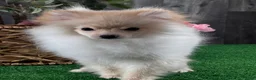 Pomeranian dogs for sale: Pete - Ad 6