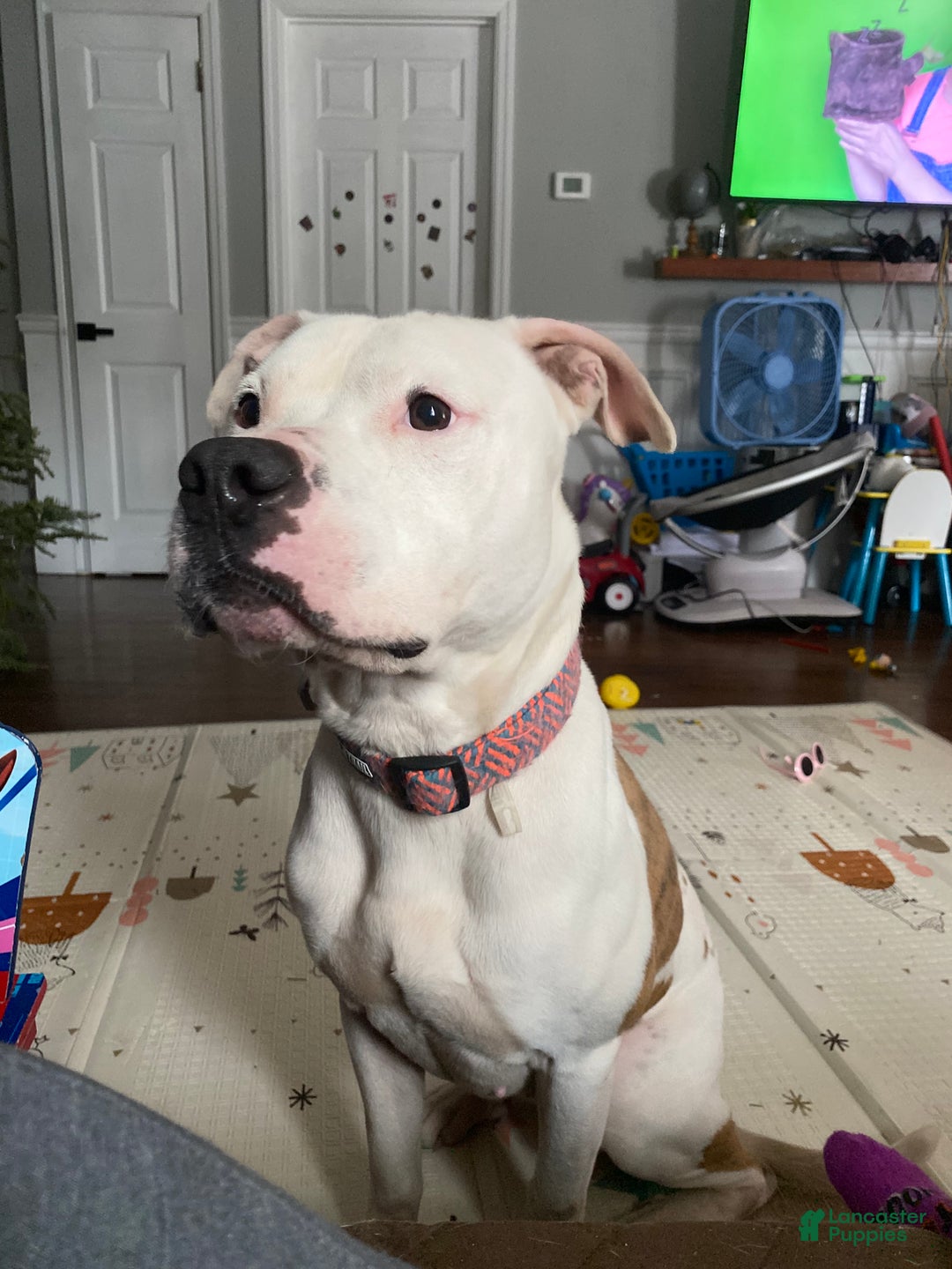 American Staffordshire Terrier dogs for stud: American staff puppies - Ad 2