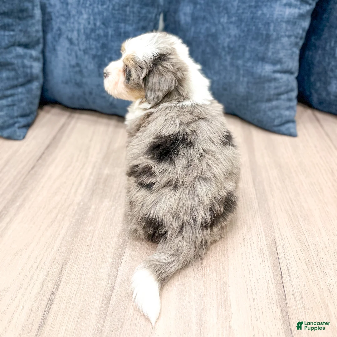 Mini Bernedoodle dogs for sale: Jordan - Ad 5