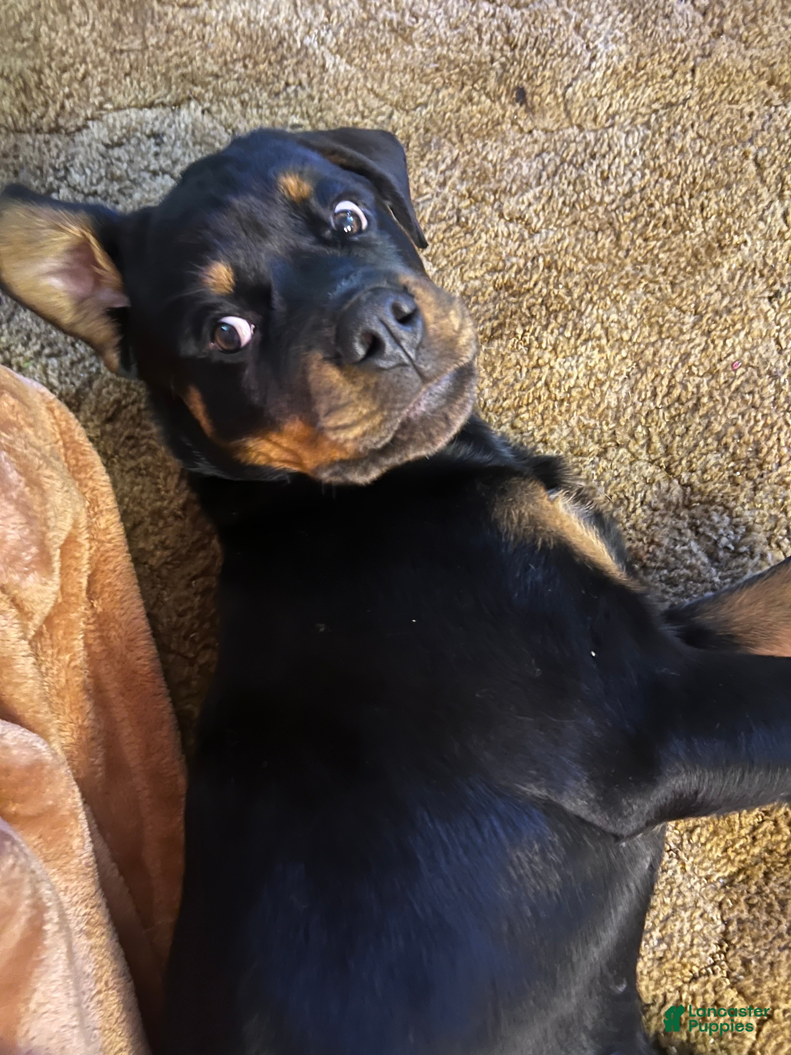 Rottweiler dogs Rottweiler Puppy 1 - Ad 1