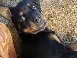 Rottweiler dogs Rottweiler Puppy 1 - Ad 40