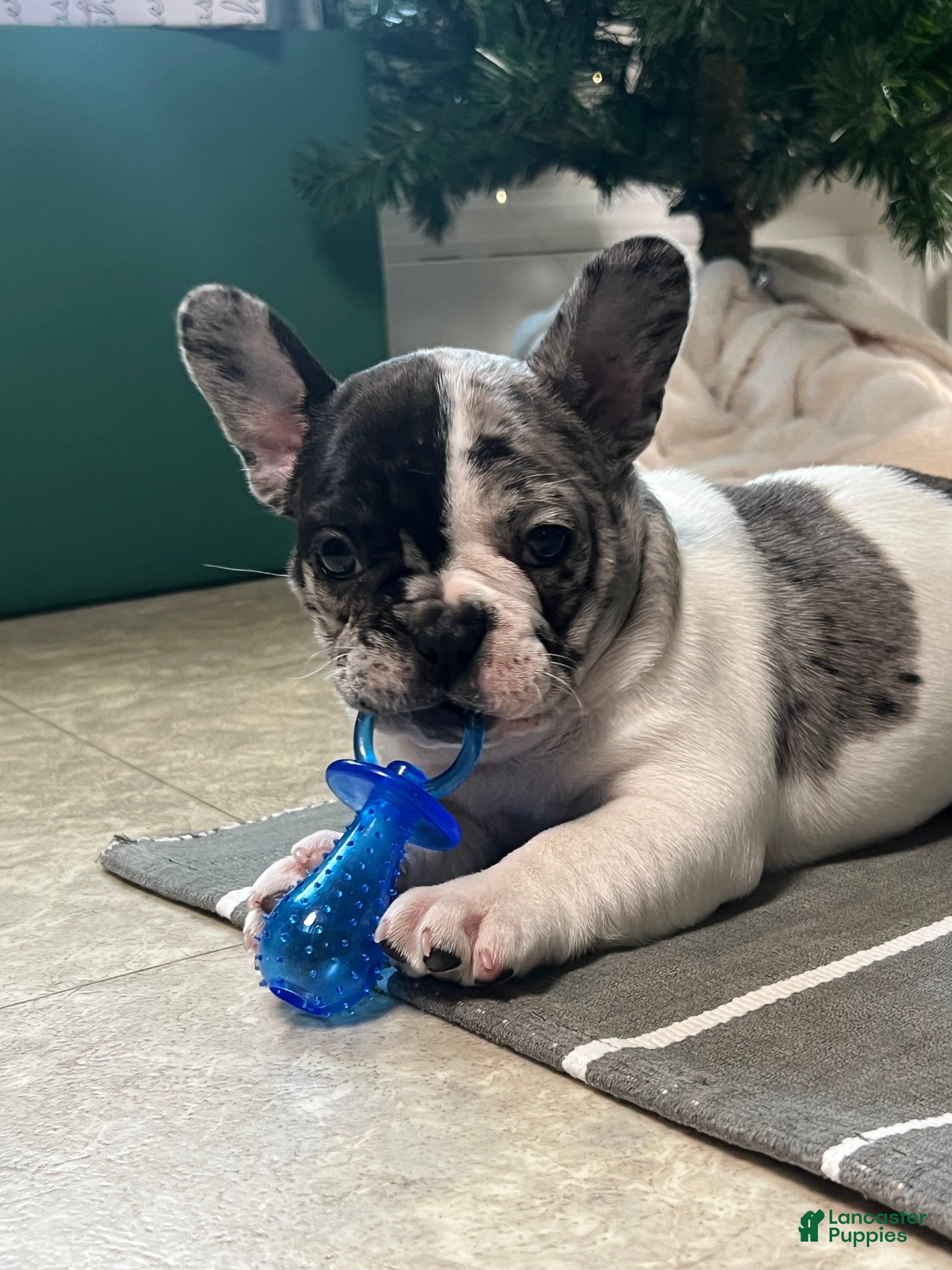 French Bulldog dogs Piper - Ad 8