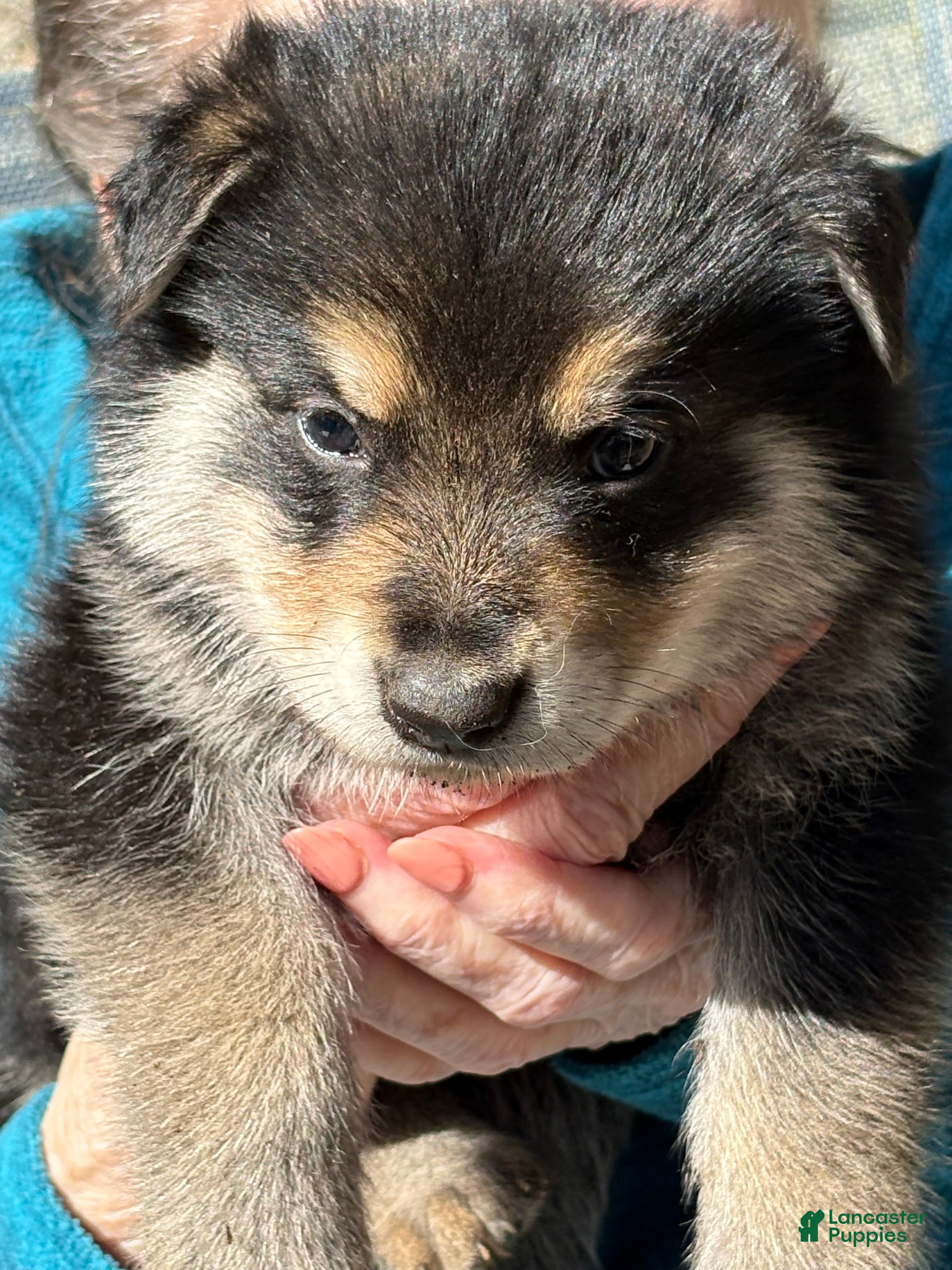 Mixed Breed dogs Mixed Breed Puppy 2 - Ad 14