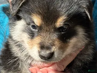 Mixed Breed dogs Mixed Breed Puppy 2 - Ad 14