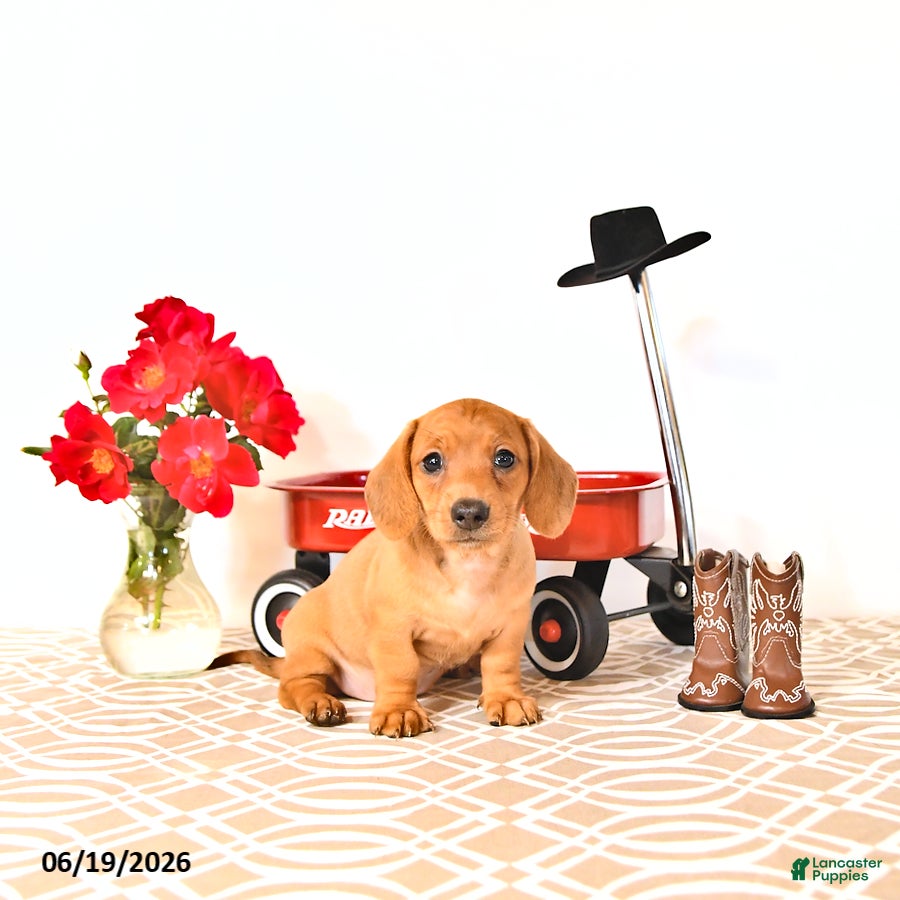 Miniature Dachshund dogs Sally - Ad 2