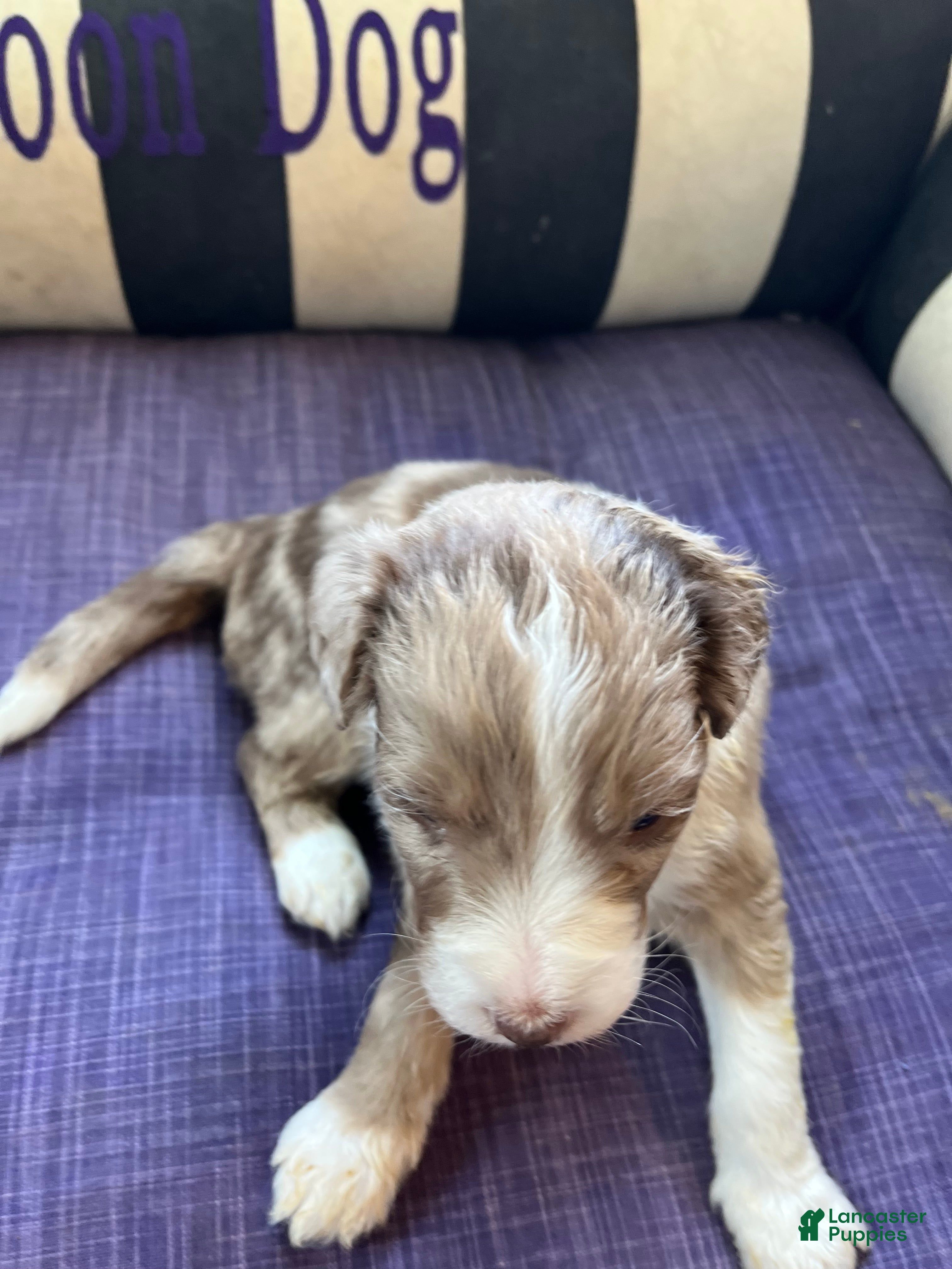 Aussiedoodle dogs Aussiedoodle Puppy 5 - Ad 1