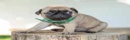 Pug dogs for sale: Arizona Purebred Pug - Ad 5