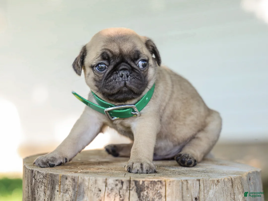 Pug dogs for sale: Arizona Purebred Pug - Ad 5