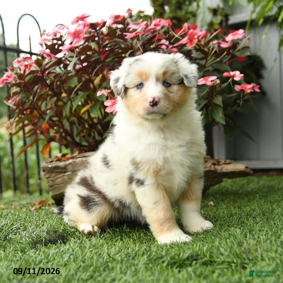 Australian Shepherd dogs for sale: River - Ad 1