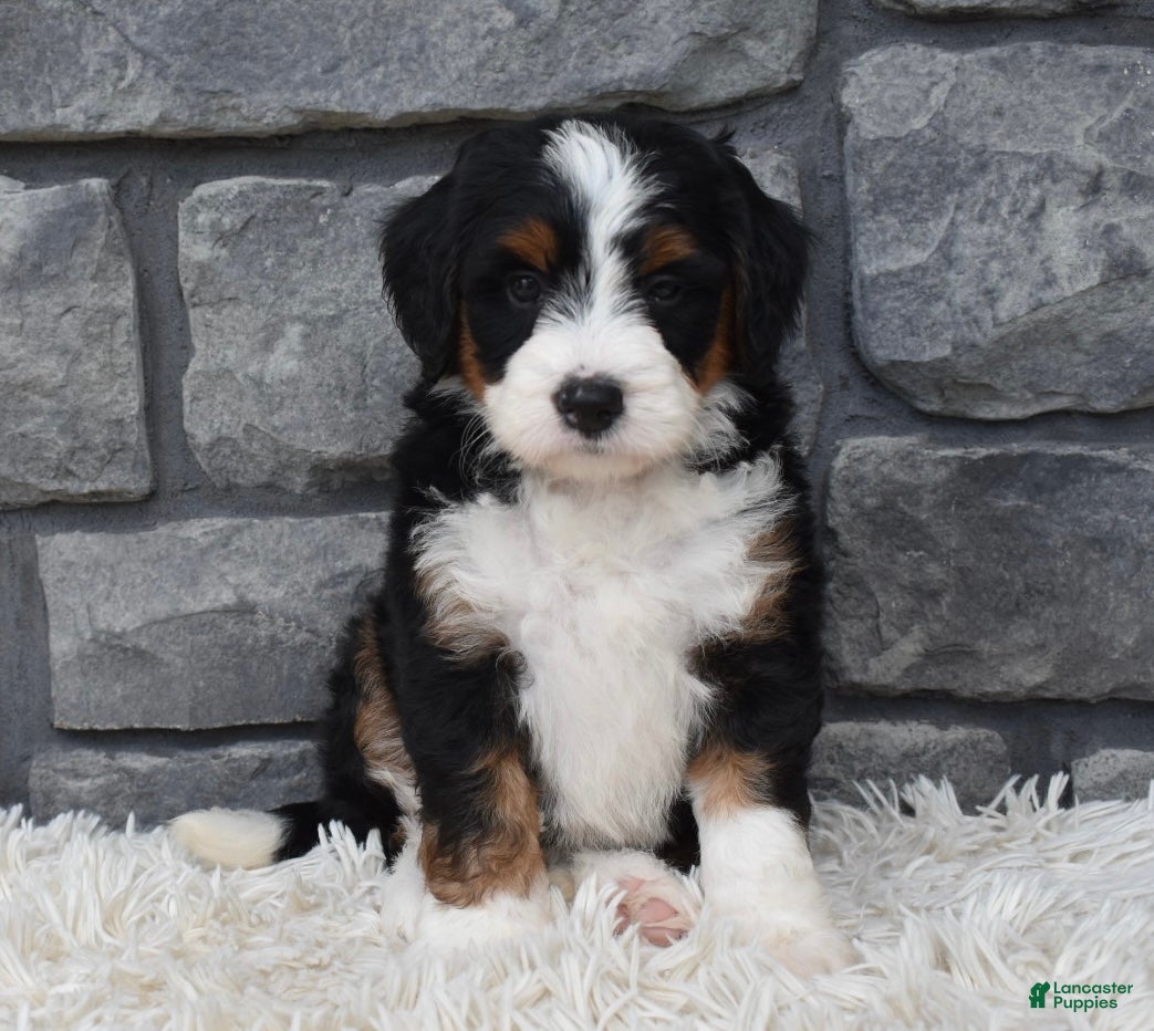 Mini Bernedoodle dogs Callie  - Ad 2