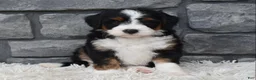 Mini Bernedoodle dogs for sale: Callie  - Ad 2