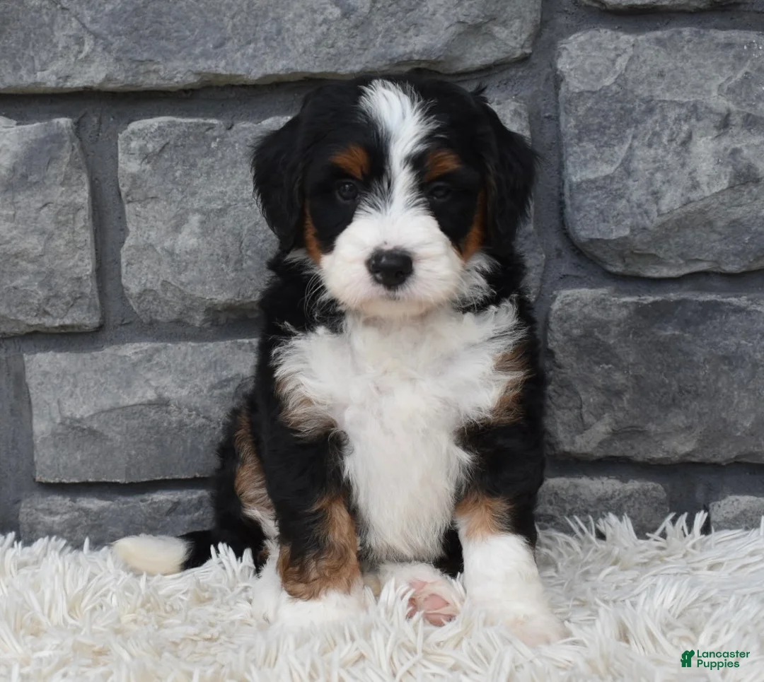 Mini Bernedoodle dogs for sale: Callie  - Ad 2