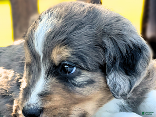 Mixed Breed dogs - Ad 34