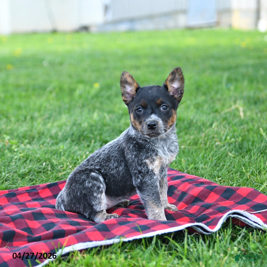 Australian Cattle Dog dogs Ruffles - Ad 1