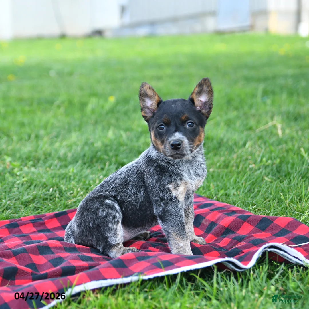 Australian Cattle Dog dogs for sale: Ruffles - Ad 1