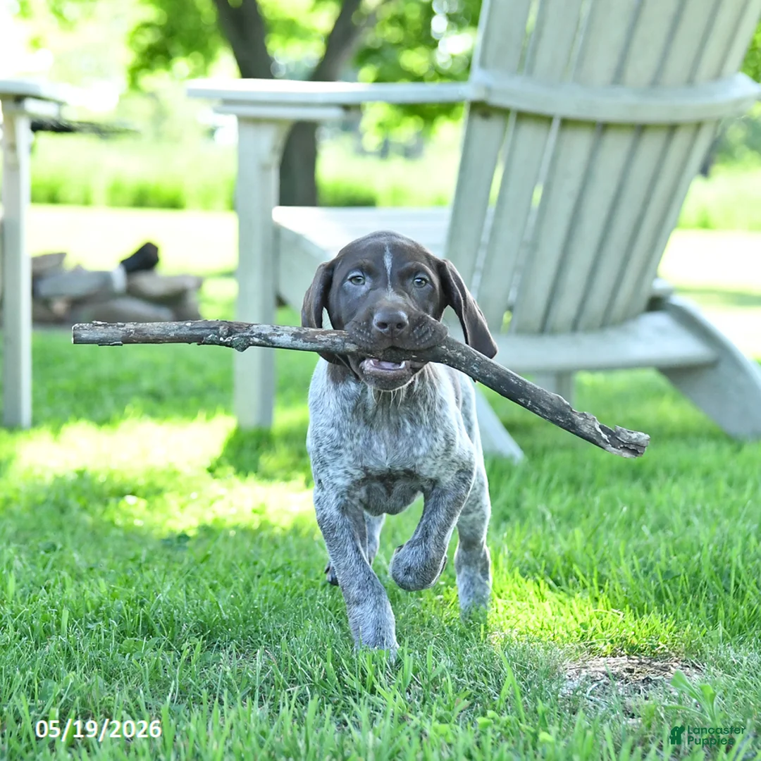 German Shorthaired Pointer dogs for sale: Georgia - Ad 2