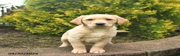 Labrador Retriever dogs for sale: Cindy  - Ad 1