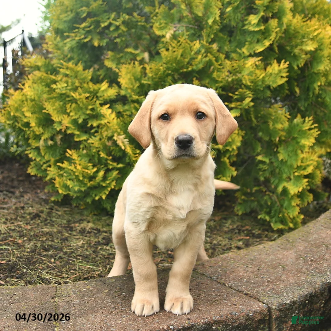 Labrador Retriever dogs for sale: Cindy  - Ad 1