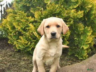 Labrador Retriever dogs for sale: Cindy - Ad 2