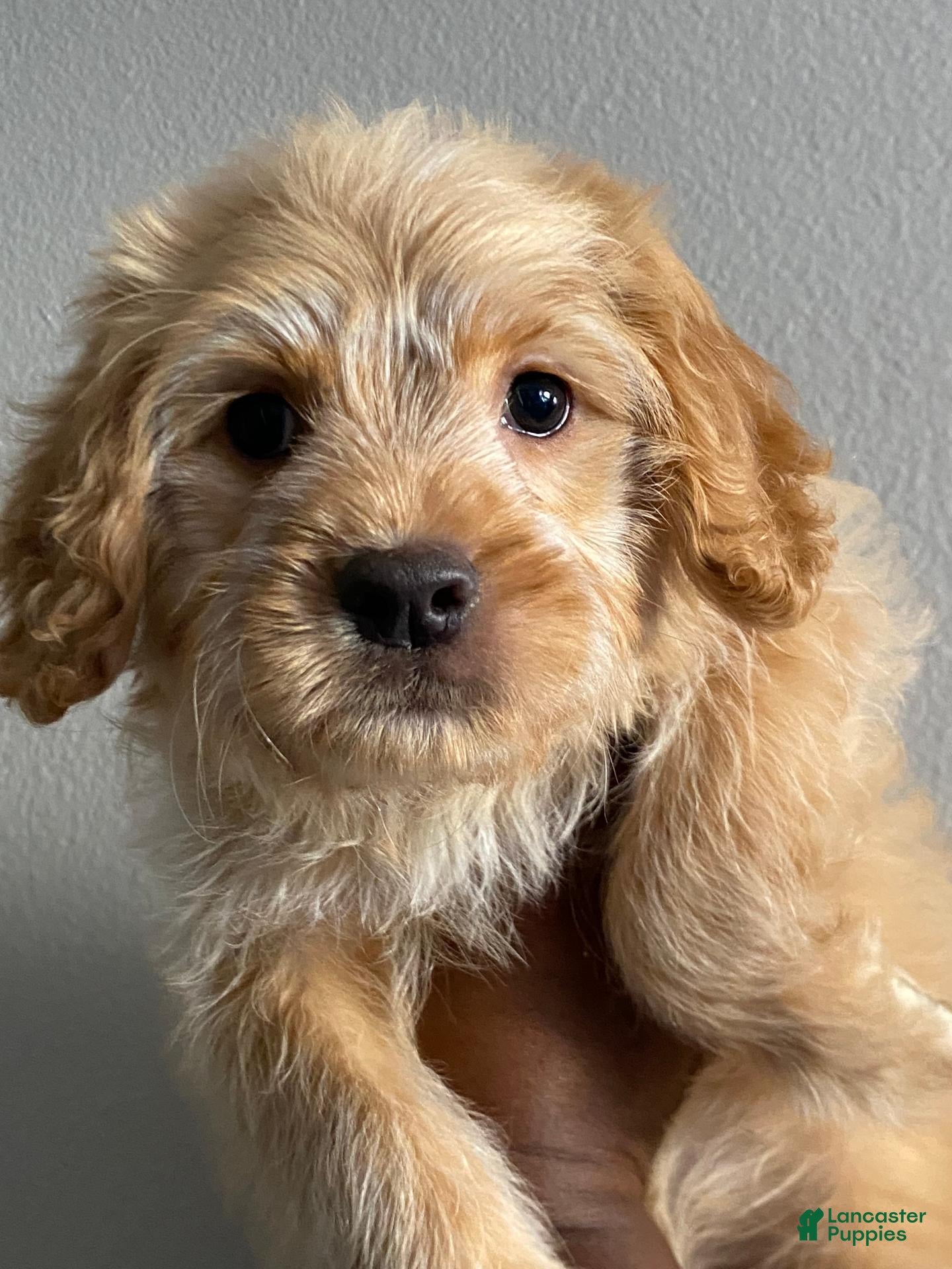 Maltipoo dogs Maltipoo 1 - Ad 34