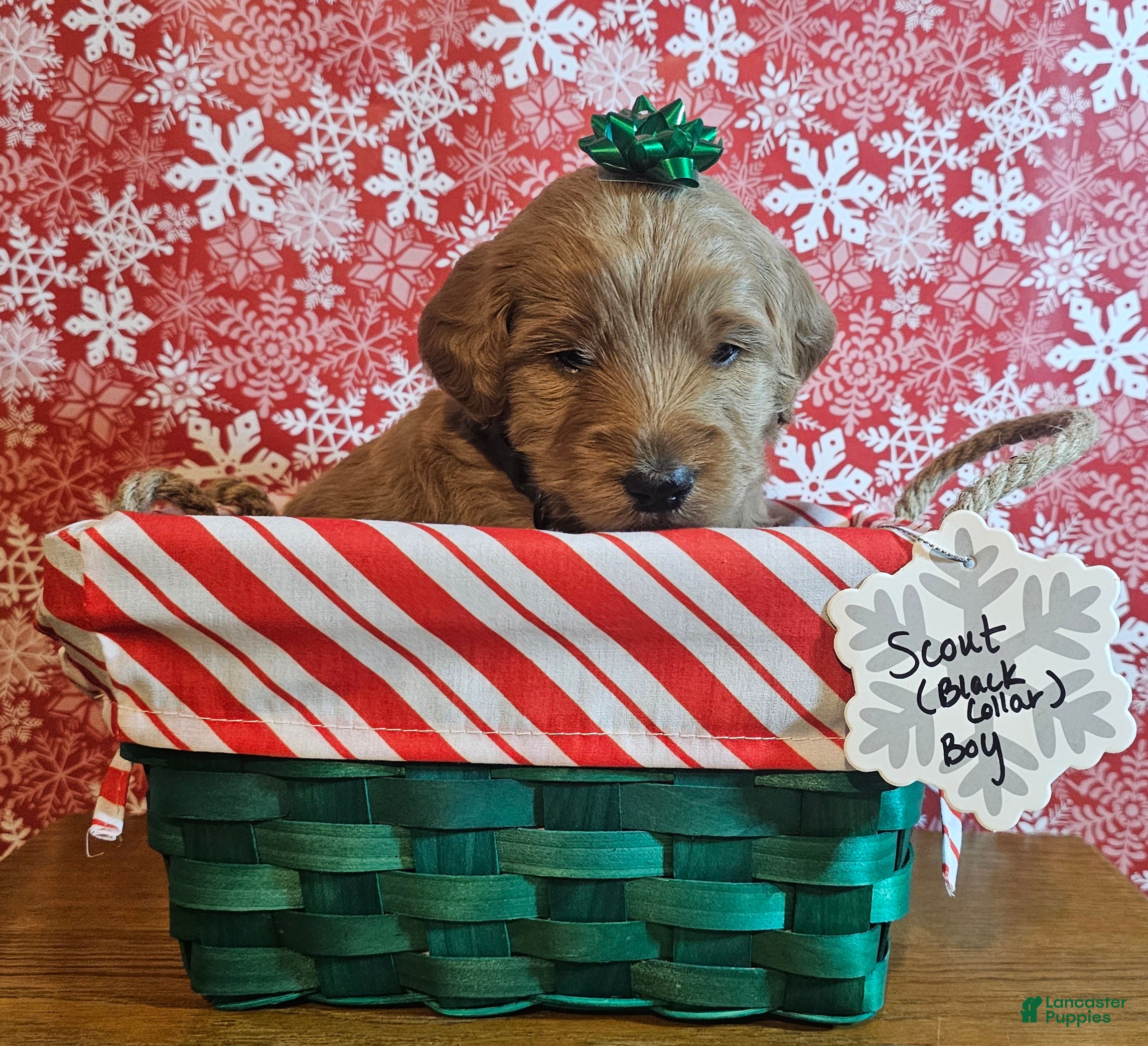 Mixed Breed dogs Scout - Ad 25